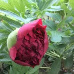 image.webp