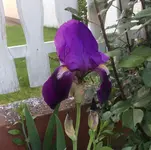 image.webp