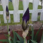 image.webp