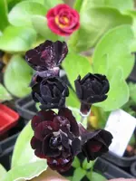 010_576x768.webp