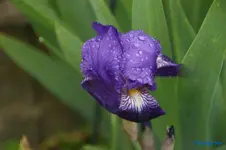 Blau mit gelber Lippe 60cm.webp