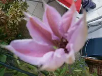 P5110082.webp