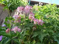 k-P1090079.webp