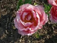 k-P1090109.webp