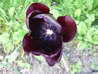 k-P1090116.webp