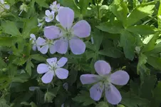 DSCF0793.webp