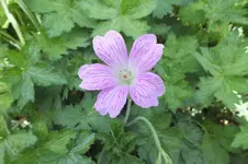 DSCF0801.webp