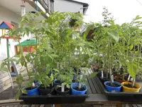 DSCN2336.webp