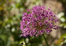 IMG_7621.webp