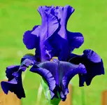 galantmoment.webp