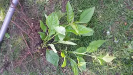 20150512_105117.webp