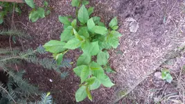 20150512_105127.webp