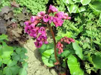 blume.webp