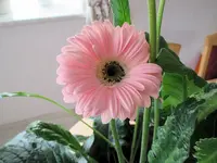 gerbera.webp