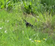 amsel.webp