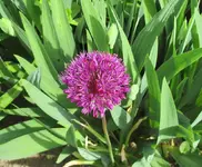 kugel.webp