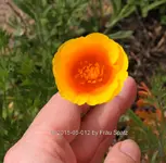 Forum Calif Mohn 40D_2015_05_12_00346.webp