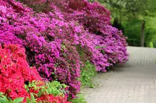 Azaleenmeer.webp