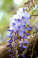 Blauregen1.webp