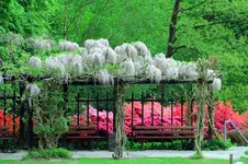 Blauregen2.webp