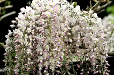 Blauregen3.webp