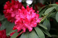 Rhododendron.webp