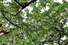 Taschentuchbaum.webp