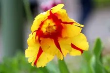 Tulpe1.webp