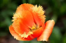 Tulpe2.webp