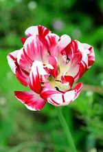 Tulpe3.webp