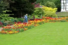 Tulpenmeer2.webp
