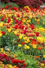 Tulpenmeer3.webp