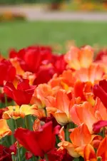 Tulpenmeer4.webp