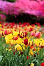 Tulpenmeer5.webp