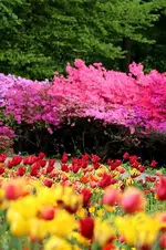 Tulpenmeer6.webp