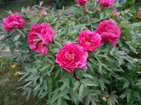 001.webp