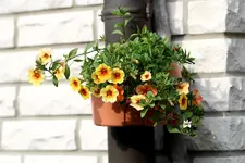 PetuniegelbTopf.webp
