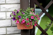 PetuniepinkviolettTopf.webp
