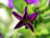Petunieviolett.webp