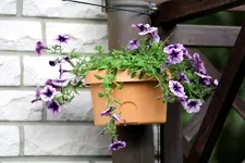 PetunieviolettTopf.webp
