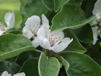 20150512 005.webp