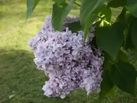 20150512 020.webp