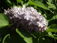 20150512 019.webp