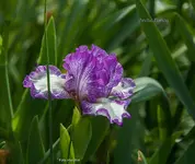IMG_7639.jpg
