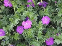 20150512 016.webp