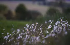 Margeriten.webp