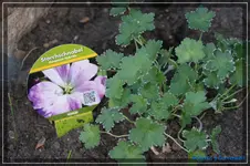 comp_DSC03437.webp