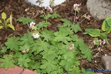 G. macrorrhizum Spessart.webp