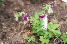 G. Phaeum 'Golden Spring'.webp