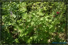 G. Phaeum Lily Lovell.webp